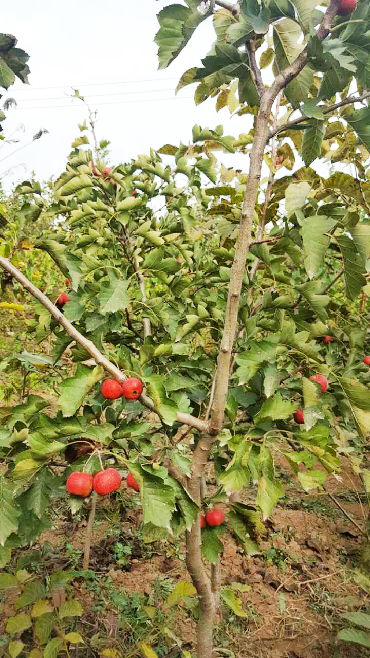 安阳采摘园怎么样