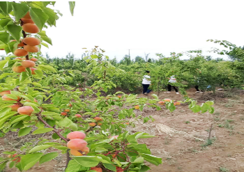 安阳农庄采摘园
