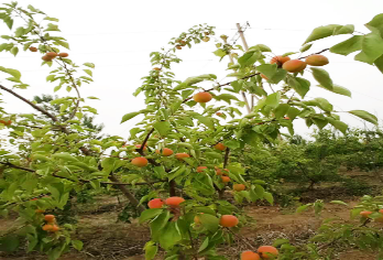 安阳农庄采摘园