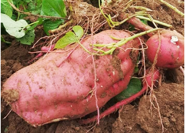 安阳农庄采摘园 安阳农庄采摘园
