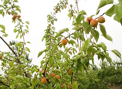 1662977994935049.jpg thumb_20190727120049_544.jpg